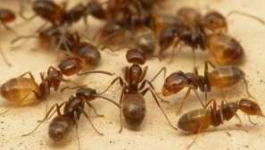 Kaj se pojavijo v hiši ali opisu stanovanja, da bo naselje žuželk obljublja